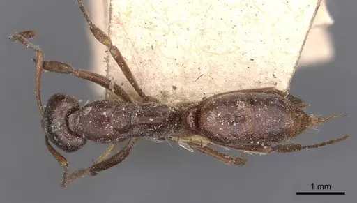 Mesoponera australis - CASENT0907275