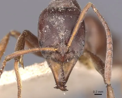 Mesoponera australis - CASENT0907275