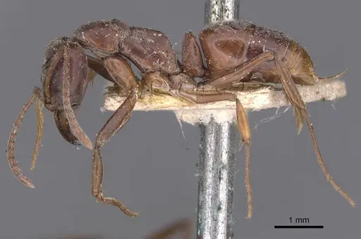 Mesoponera australis - CASENT0907275