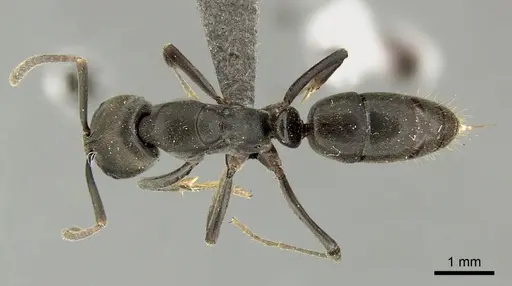 Mesoponera caffraria specimen