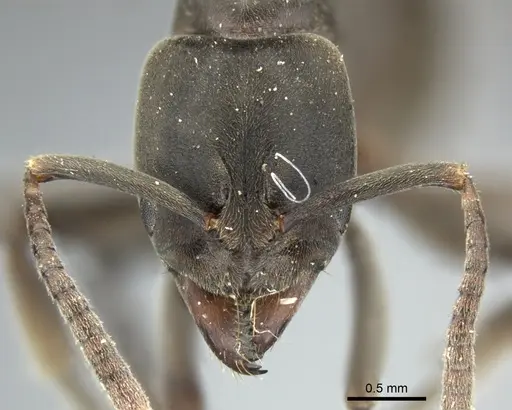 Mesoponera caffraria specimen