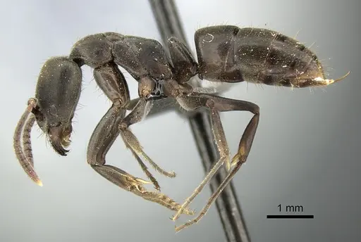 Mesoponera caffraria specimen