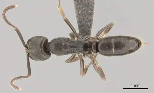 Mesoponera ingesta specimen
