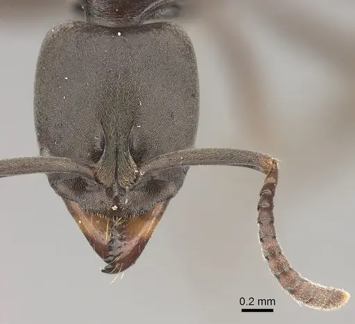 Mesoponera ingesta specimen