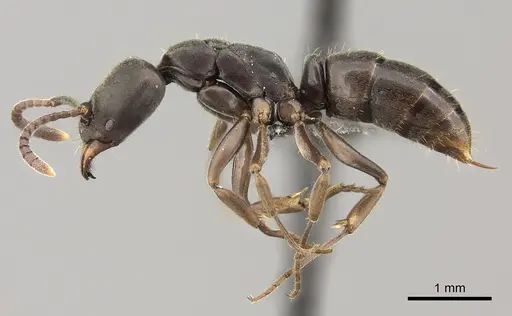 Mesoponera ingesta specimen