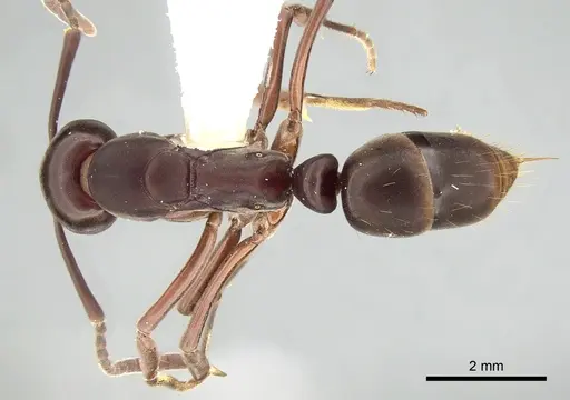 Mesoponera manni specimen