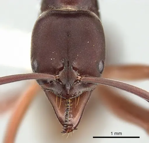 Mesoponera manni specimen