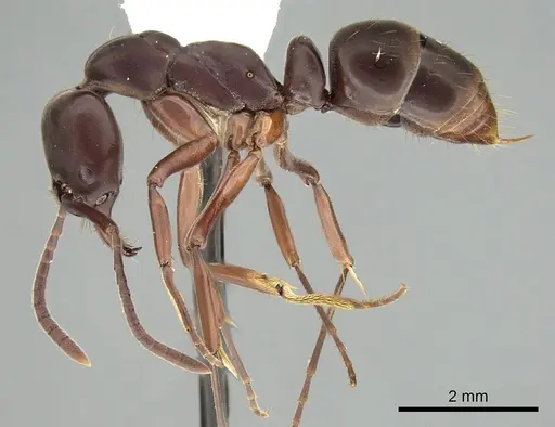Mesoponera manni specimen
