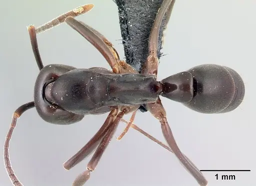 Mesoponera melanaria specimen