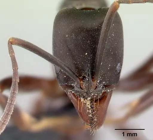 Mesoponera melanaria specimen