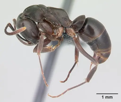 Mesoponera melanaria specimen