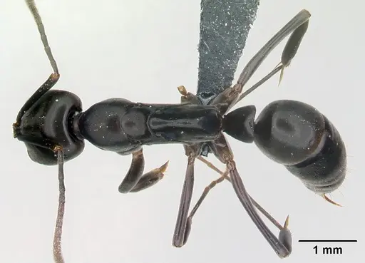 Mesoponera melanaria - CASENT0145395