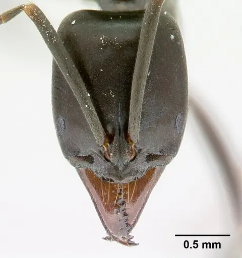 Mesoponera melanaria - CASENT0145395