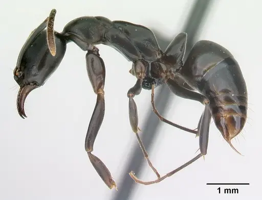 Mesoponera melanaria - CASENT0145395