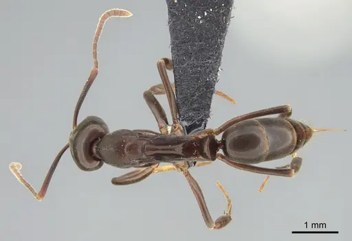 Mesoponera melanaria - CASENT0159291