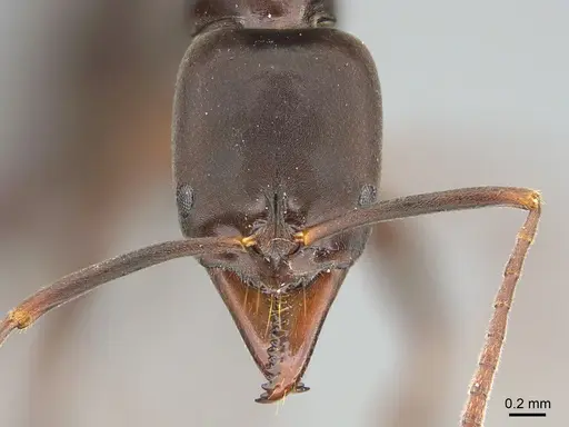 Mesoponera melanaria - CASENT0159291