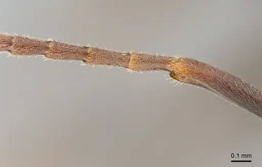 Mesoponera melanaria - CASENT0159291