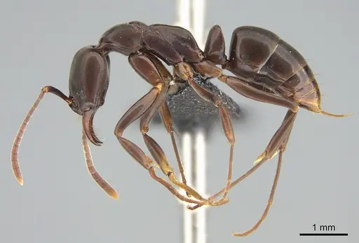 Mesoponera melanaria - CASENT0159291