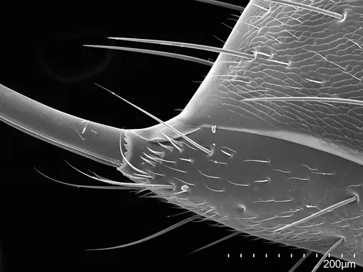 Mesoponera melanaria - CASENT0159302