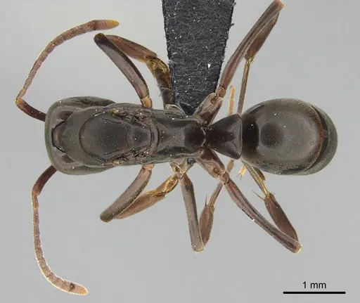 Mesoponera melanaria - CASENT0161707