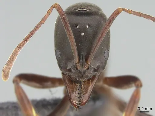 Mesoponera melanaria - CASENT0161707