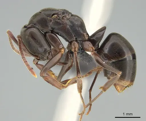 Mesoponera melanaria - CASENT0161707