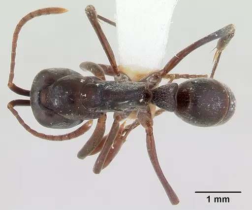 Mesoponera melanaria - CASENT0189297