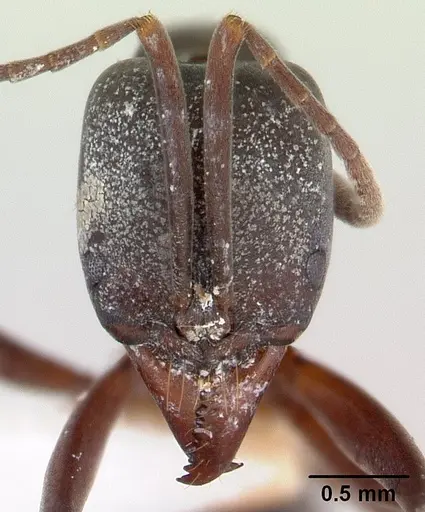 Mesoponera melanaria - CASENT0189297