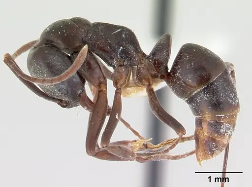 Mesoponera melanaria - CASENT0189297