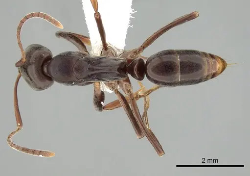 Mesoponera melanaria - CASENT0249169