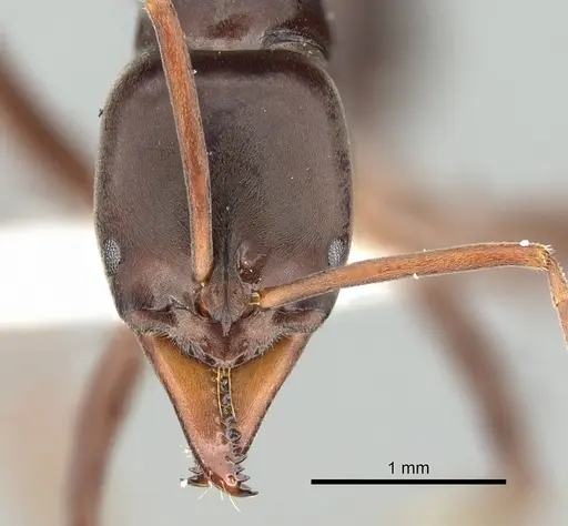 Mesoponera melanaria - CASENT0249169