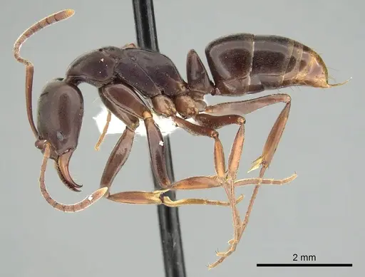 Mesoponera melanaria - CASENT0249169