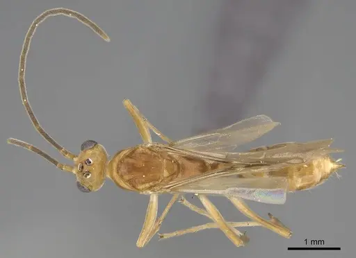 Mesoponera melanaria - CASENT0272313