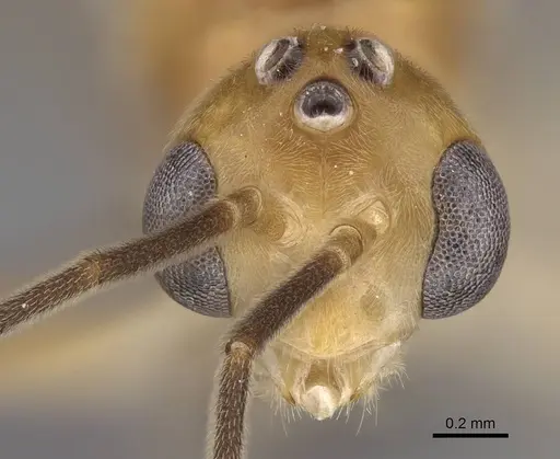 Mesoponera melanaria - CASENT0272313