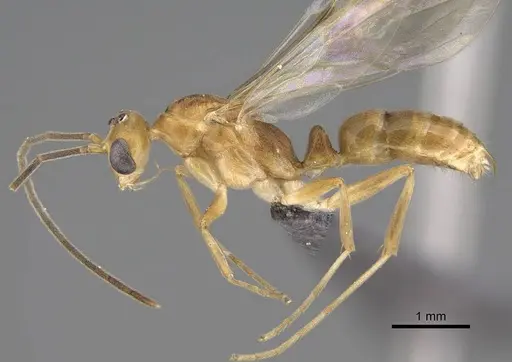 Mesoponera melanaria - CASENT0272313