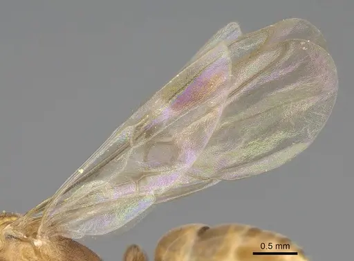 Mesoponera melanaria - CASENT0272313