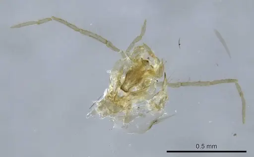 Mesoponera melanaria - CASENT0740631