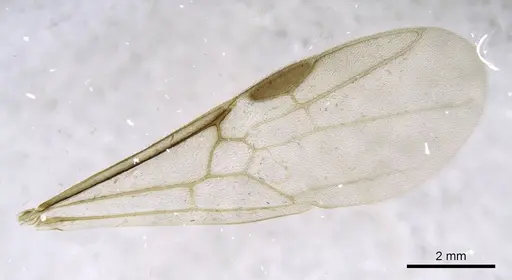 Mesoponera melanaria - CASENT0740631