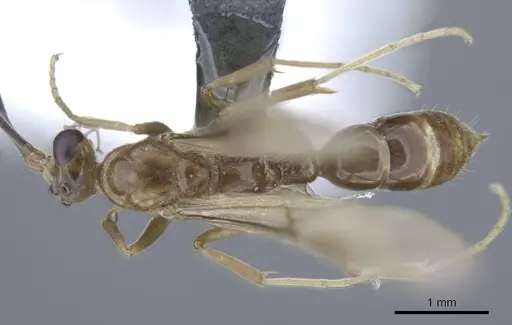 Mesoponera melanaria - CASENT0740632