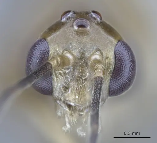 Mesoponera melanaria - CASENT0740632