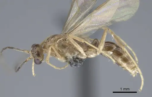 Mesoponera melanaria - CASENT0740632