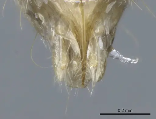 Mesoponera melanaria - CASENT0740632