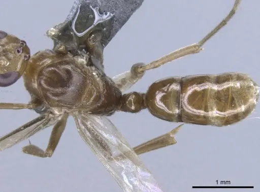 Mesoponera melanaria - CASENT0740633