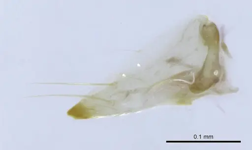 Mesoponera melanaria - CASENT0740744