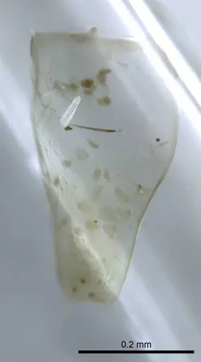 Mesoponera melanaria - CASENT0740768