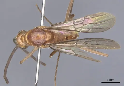 Mesoponera melanaria - CASENT0902489