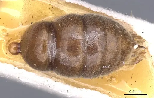 Mesoponera melanaria - CASENT0902489