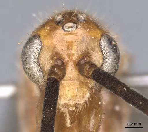 Mesoponera melanaria - CASENT0902489