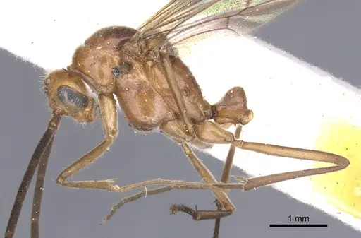 Mesoponera melanaria - CASENT0902489