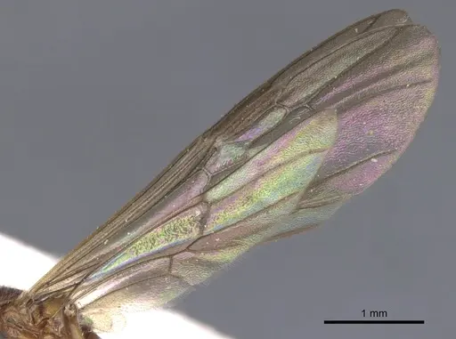 Mesoponera melanaria - CASENT0902489